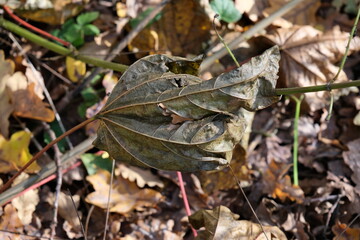 DRY LEAVES AND GRASS IN THE AUTUMN FOREST