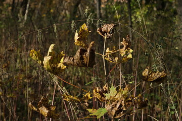 DRY LEAVES AND GRASS IN THE AUTUMN FOREST