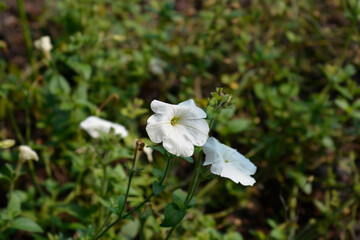 Large white petunia flowers
