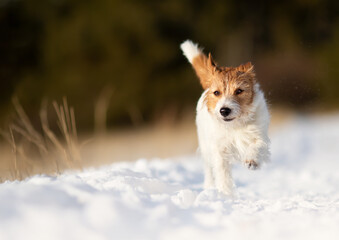 Cute playful happy small pet dog walking, running in the winter snow