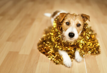 Cute happy christmas new year pet dog looking in golden garland decoration. Holiday background.