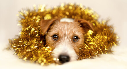 Cute happy christmas new year pet dog looking in golden garland decoration. Holiday banner.