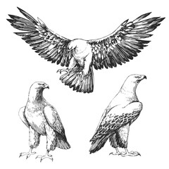 Vector hand-drawn set of illustrations of a golden eagle isolated on a white background. Sketches of wild birds in the style of engraving.