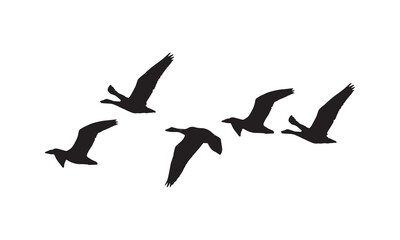 Fototapeta premium Flying Birds Silhouette 
