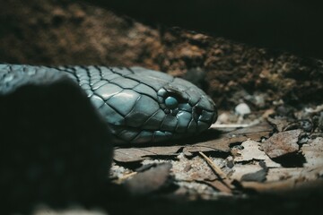 Closeup shot of a Black-necked spitting cobra found slithering in the wild