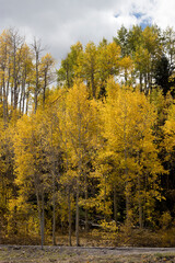 Birch Forest Autumn