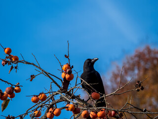 柿の枝にとまるカラス