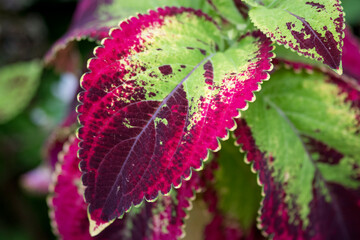 Purple and Green Leaf