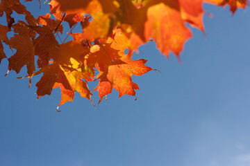 Maple Leaves