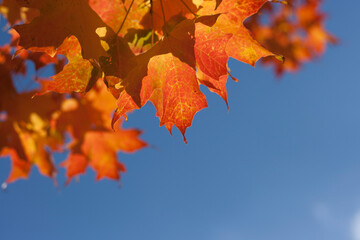 Fototapeta premium Maple Leaves