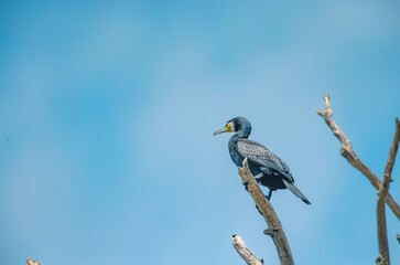 Obraz premium Great cormorants flying on the water. Seabirds are insular ecosystems biodiversity in wildlife. Great cormorant nests in colonies near wetlands, rivers. Great cormorants large water oceanic birds