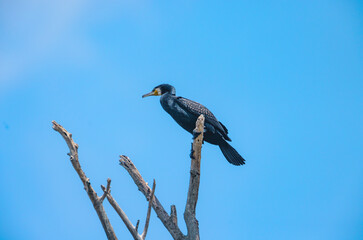 Biodiversity protection of insular ecosystems many birds fly over rivers sea birds and island populations. Seabirds are insular ecosystems biodiversity in wildlife