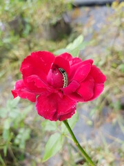 armyworm injured on rose flower
