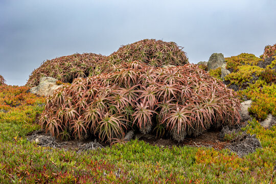The Aloe arborescens, tree-like multi-leaf succulent, photo taken on the west coast of California, USA