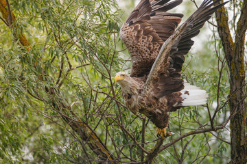 What makes a White Tailed Eagle majestic is its sheer size, but the way it catches fish with its...