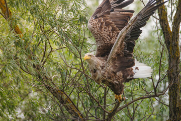 What makes a White Tailed Eagle majestic is its sheer size, but the way it catches fish with its bare talons and impales its prey with its powerful beak really shows you what an amazing bird