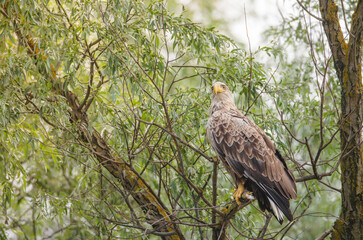 Birds at risk of extinction. Reduce carbon footprint, preserving earth living, causes of climate change emissions of harmful gases, carbon dioxide contributes to global warming and environmental