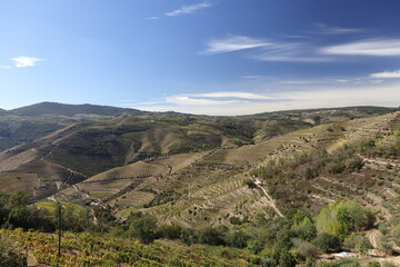 Fototapeta na wymiar The Douro river and the terraced vineyards near Folgosa do Douro, Alto Douro. A UNESCO World Heritage Site, Portugal