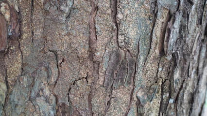 tree of texture