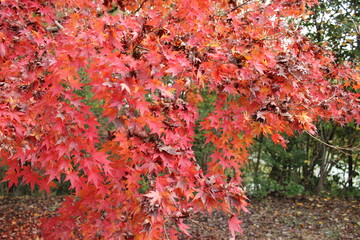 日本の秋の風物詩：紅葉