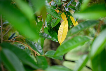Yellow durian leaves in a garden in Thailand