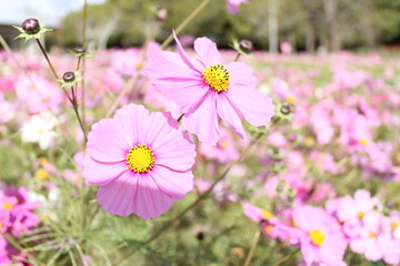 秋桜と空(日本)