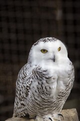 美しい羽の眼光が鋭いシロフクロウ
