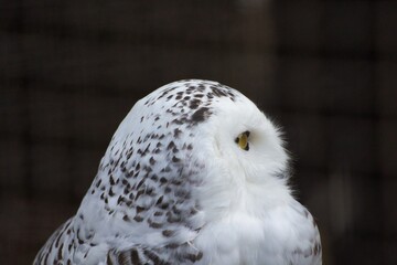 美しい羽の眼光が鋭いシロフクロウ