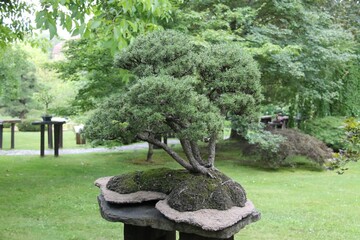 A bonsai in Botanical Garden Prague