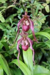 Obraz premium A purple flower of Paphiopedilum or the Venus slipper
