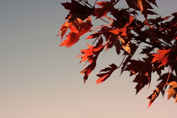 red autumn leaves