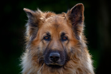 Head shot of German Shepherd dog