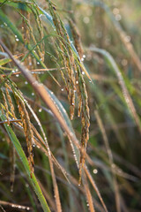 close up of grass in winter