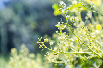 Avocado flower over blurred green garden background, organic farming in north of Thailand, selective focus