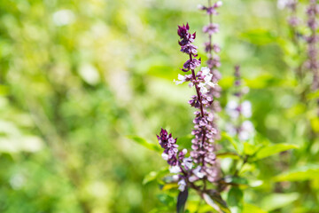 Fresh sweet basil basil flower over blurred green garden, nature concept, organic farming in Thailand, outdoor day light