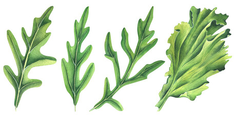 Green arugula leaves and lettuce leaf. Watercolor illustration. A set of isolated objects from the SHRIMP collection. For the design and design of recipes, menus, packaging, price tags, paper.