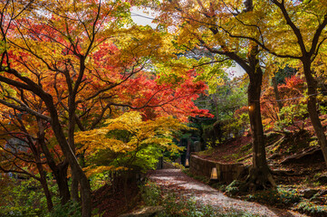 Fototapeta na wymiar 鮮やかな紅葉に染まる秋の庭園／坂道スロープ