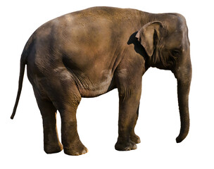 elephant isolated