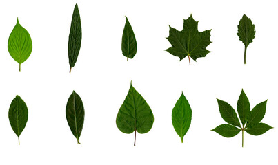 set of leaves isolated