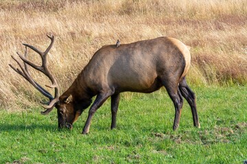 Roosevelt Elk Bulls in Velvet