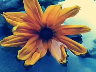 żółty kwiat woda