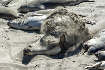 Elephant Seal Babies