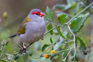 Red-browed finch (Neochmia temporalis), Sydney, Australia