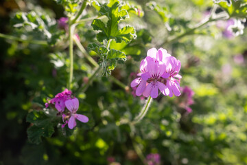 Purple flowers on green leaves background. Closeup of oakleaf geranium