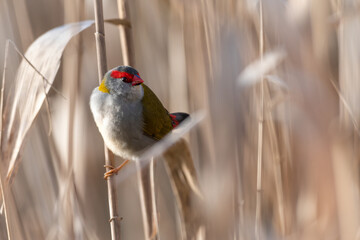 Red-browed finch (Neochmia temporalis) in the reeds, Victoria, Australia