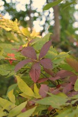autumn leaves background