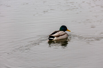 Duck swimming in a river