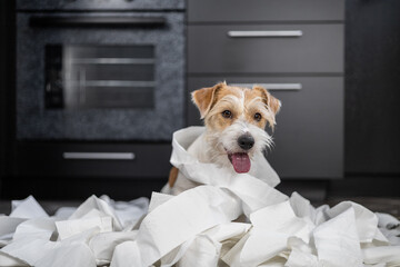 Wirehaired Jack Russell Terrier puppy is playing in the kitchen. Dog wrapped in white toilet paper