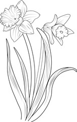 Daffodil flower Black and white outline vector coloring book page for adults and children flowers with leaves buds hand drawn flowers, isolated on white background ink illustration design color book.
