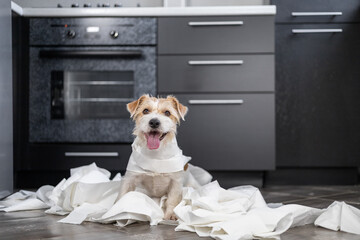 Wirehaired Jack Russell Terrier puppy is playing in the kitchen. Dog wrapped in white toilet paper